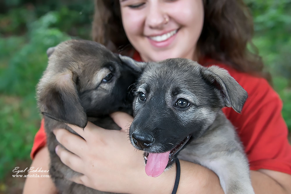 מתנדבת בעמותה מחזיקה גורי כלבים לאימוץ